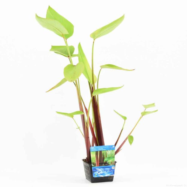 Image de Thalia red stem Pot 18cm