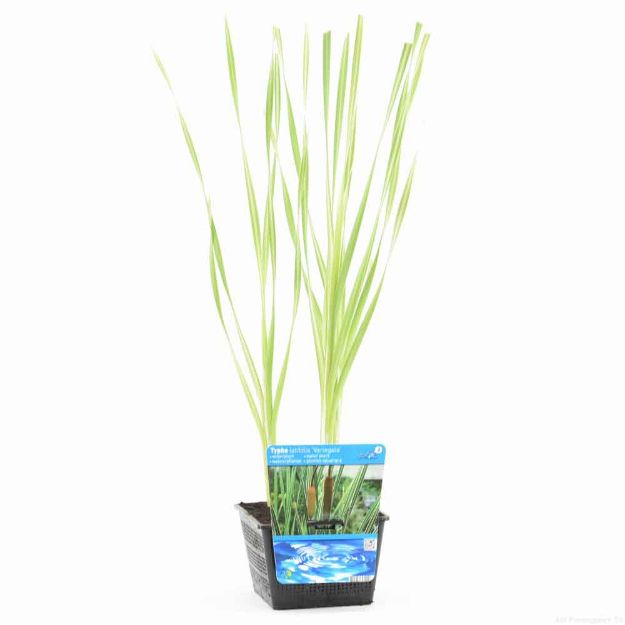 Image de Typha latifolia 'Variegatus' Pot 18cm