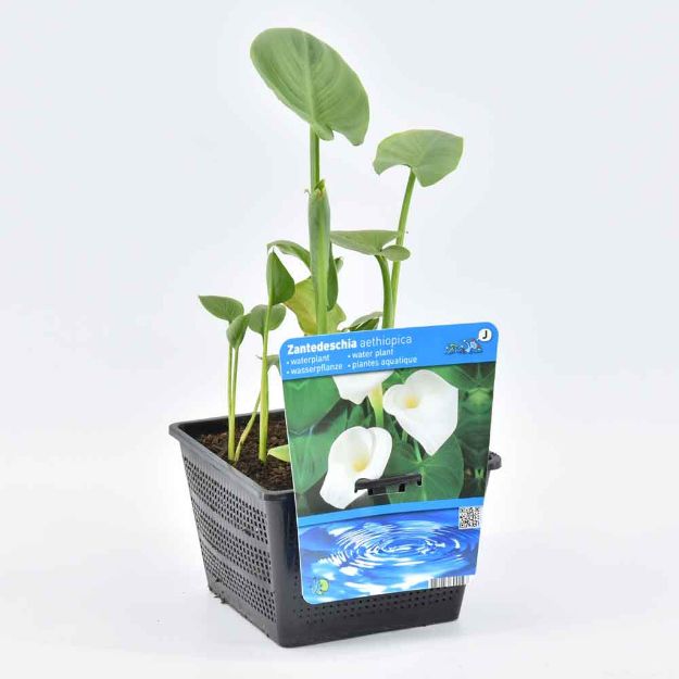 Image de Zantedeschia aethiopica Pot 18cm