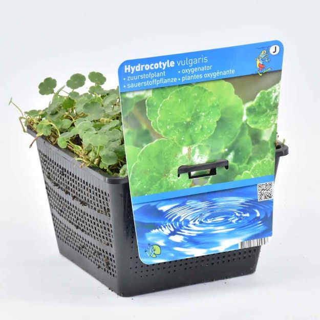 Image de Hydrocotyle vulgaris Pot 18x18cm