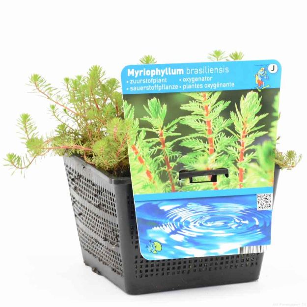 Image de Myriophyllum red stem Pot 18x18cm