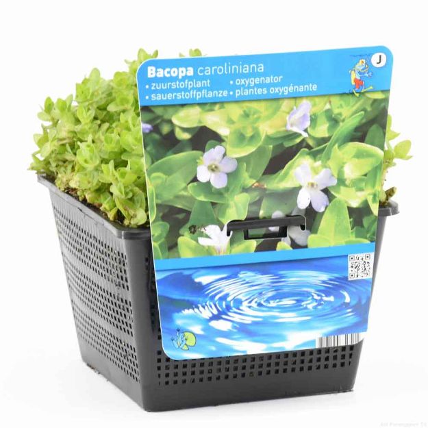 Image de Bacopa caroliniana Pot 18x18cm