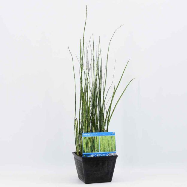 Image de Equisetum japonica Pot 28x28cm