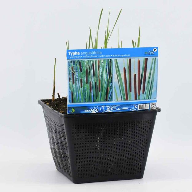 Image de Typha angustifolia Pot 28x28cm