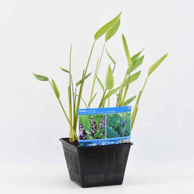 Image de Thalia dealbata Pot 28x28cm