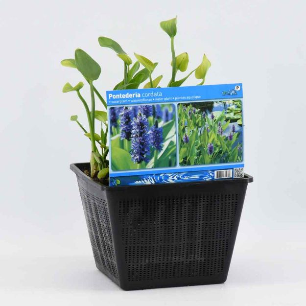 Image de Pontederia cordata Pot 28x28cm