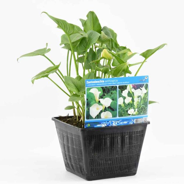 Image de Zantedeschia aethiopica Pot 28x28cm