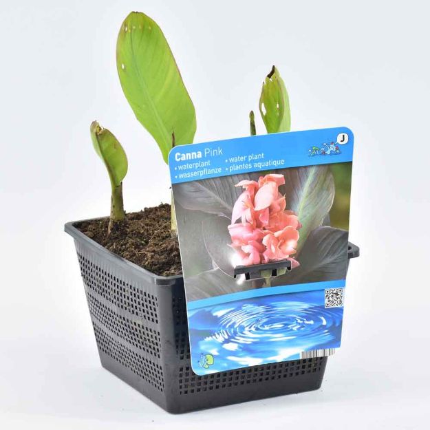 Image de Canna Pink Pot 18cm