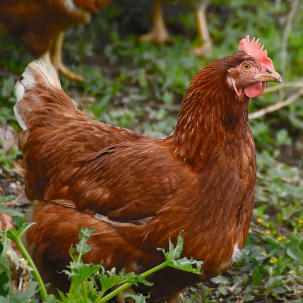 Image de Poule Pondeuse Brune Fermière à queue blanche