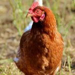 Image de Poule Pondeuse Brune Fermière à queue blanche