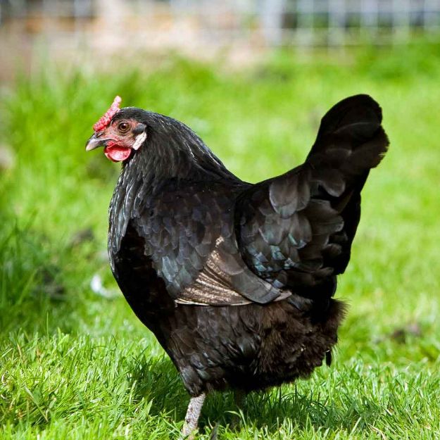 Image de Poule Pondeuse Harco Noir