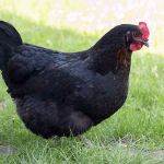 Image de Poule Pondeuse Harco Noir