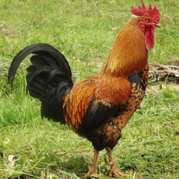 Image de Coq de basse-cour