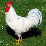 Image de Coq de basse-cour