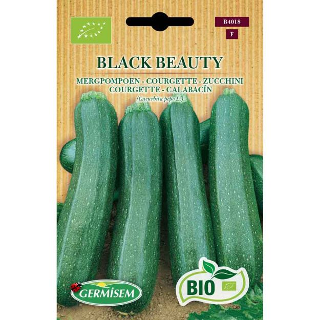 Image de Graines bio de courgette black beauty