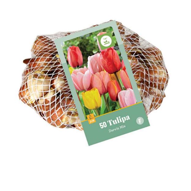 Image de 50 tulipes darwin hybrid micalibre : 11/12