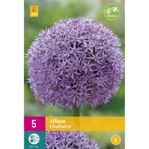 Image de 5 allium gladiator calibre : 16/18