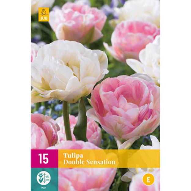 Image de 15 tulipes double sensation calibre : 11/12