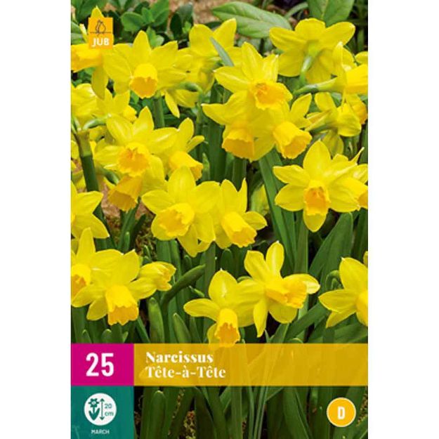 Image de 25 narcisses tete-a-tete calibre : 10/11