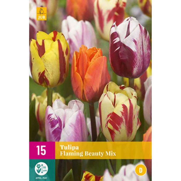 Image de 15 tulipes flaming beauty micalibre : 11/12