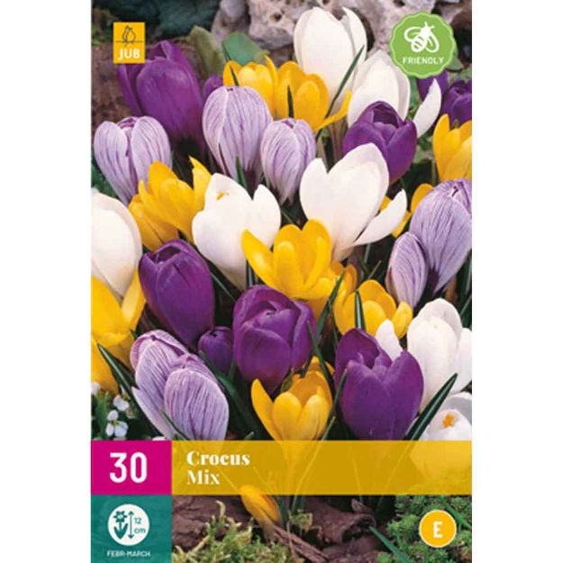 Image de 30 crocus grandes fleurs micalibre : 7/8