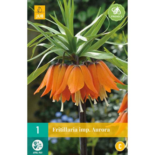 Image de 1 fritillaria aurora calibre : 20/24