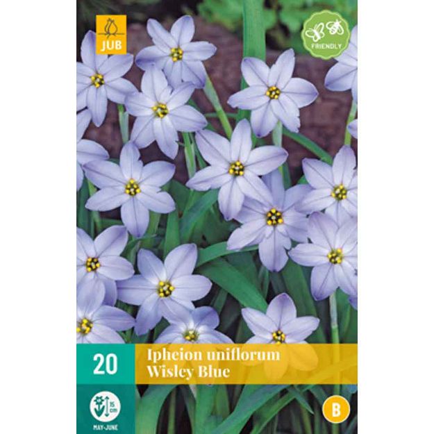 Image de 20 ipheion uniflorum wisley blue calibre : 4/+