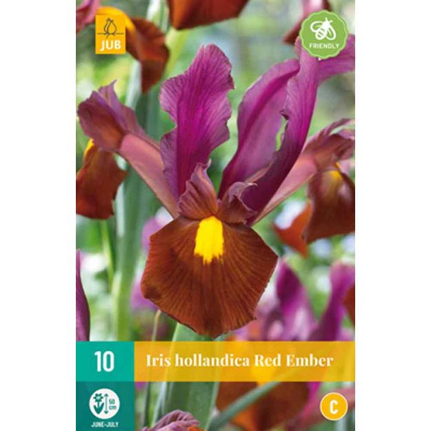 Image de 10 iris hollandica red ember nj calibre : 7/8