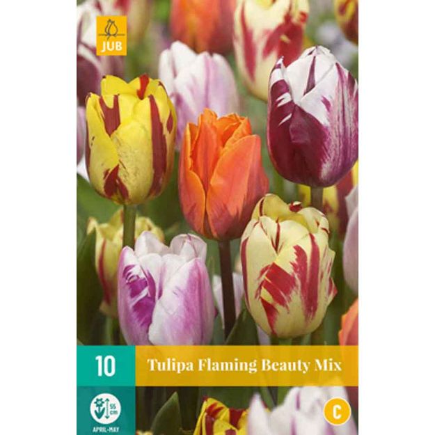 Image de 10 tulipes flaming beauty micalibre : 11/12