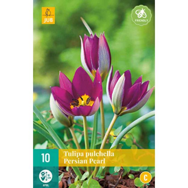 Image de 10 tulipes pulch. persian pearl calibre : calibre : 6/+