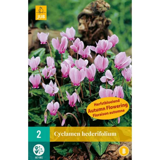 Image de 2 cyclamen hederifolium nj calibre : 13/15