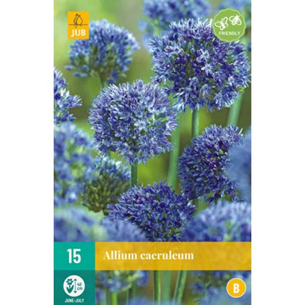 Image de 15 allium caeruleum calibre : 4/5