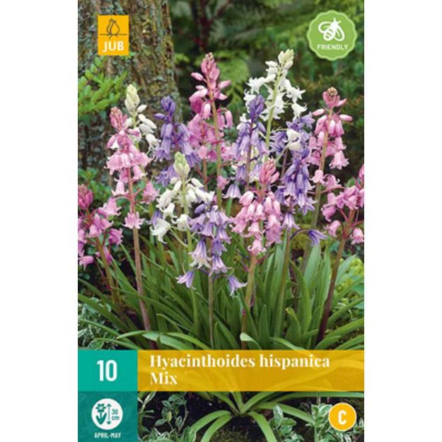 Image de 10 hyacinthoides hispanica micalibre : 8/10