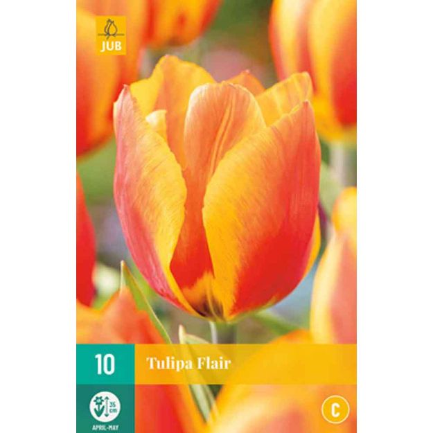 Image de 10 tulipes flair calibre : 11/12