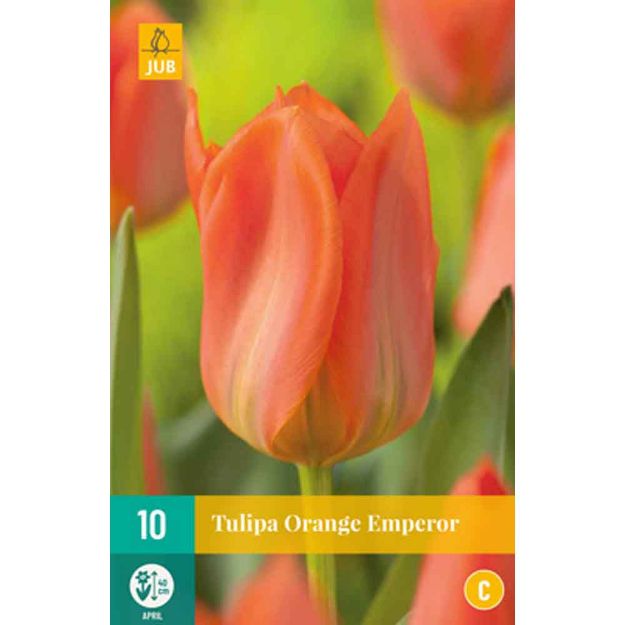 Image de 10 tulipes orange emperor calibre : 11/12