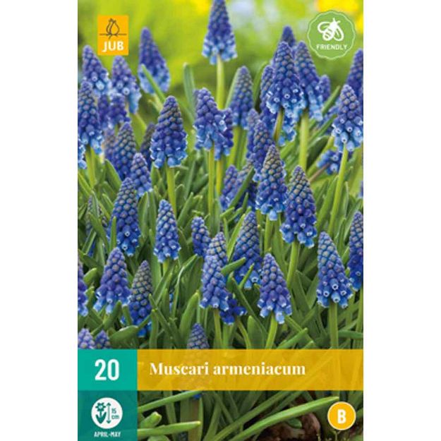 Image de 20 muscari armeniacum calibre : 8/9