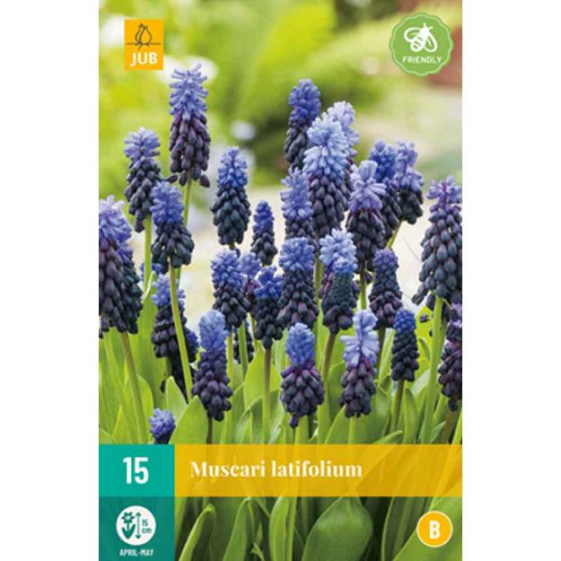 Image de 15 muscari latifolium calibre : calibre : 6/+