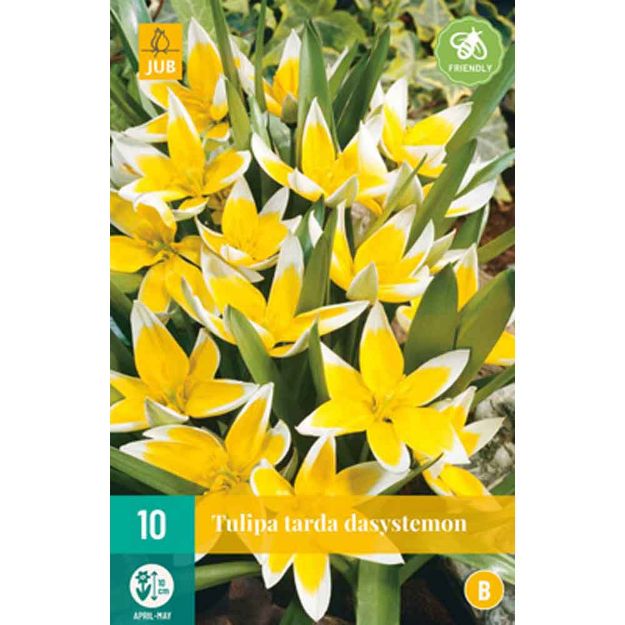 Image de 10 tulipes tarda dasystemon calibre : 7/8