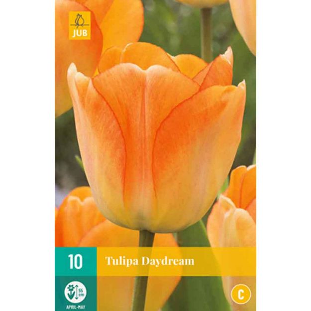 Image de 10 tulipes daydream calibre : 11/12