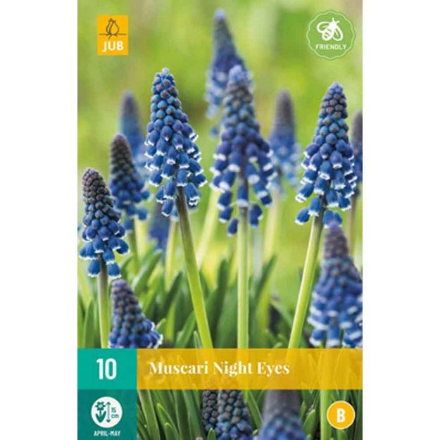 Image de 10 muscari night eyes calibre : 7/8