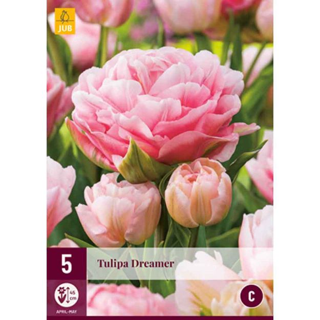 Image de 5 tulipes dreamer calibre : 11/12