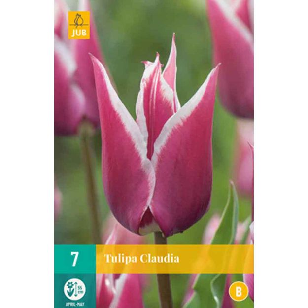 Image de 7 tulipes claudia calibre : 11/12