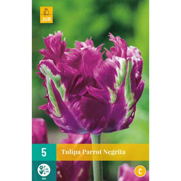 Image de 5 tulipes parrot negrita calibre : 11/12