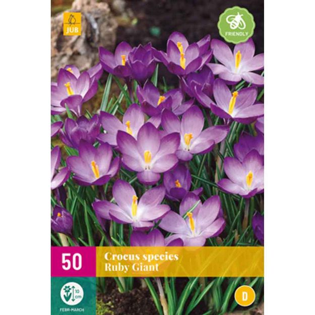 Image de 50 crocus species ruby giant calibre : 5/+