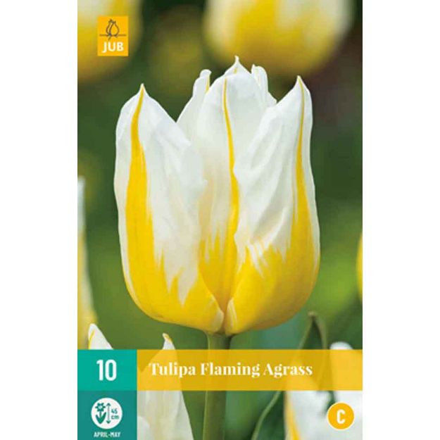 Image de 10 tulipes flaming agrass calibre : 11/12