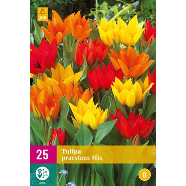 Image de 25 tulipes praestans micalibre : 9/10