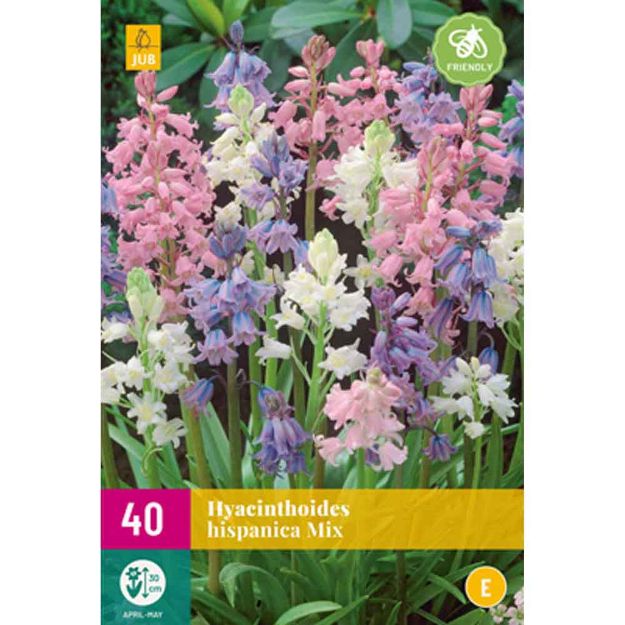 Image de 40 hyacinthoides hispanica micalibre : 7/8