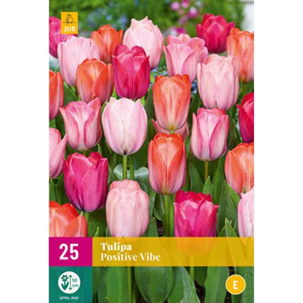 Image de 25 tulipes positive vibe calibre : 11/12