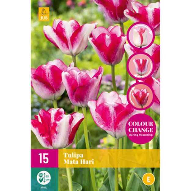 Image de 15 tulipes mata hari calibre : 11/12