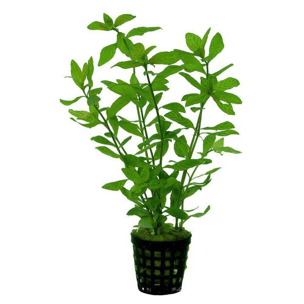 Image de Plante Hygrophila Rosae Australis 5 Cm En Pot